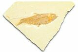 Detailed Fossil Fish (Knightia) - Wyoming #372358-1